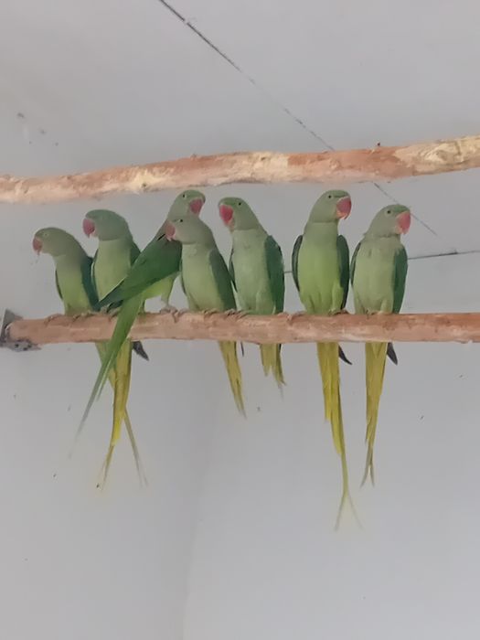 Vând Marele Alexandru și micul Alexandru