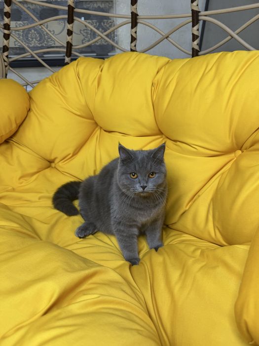 Катенок умный страйт мальчик