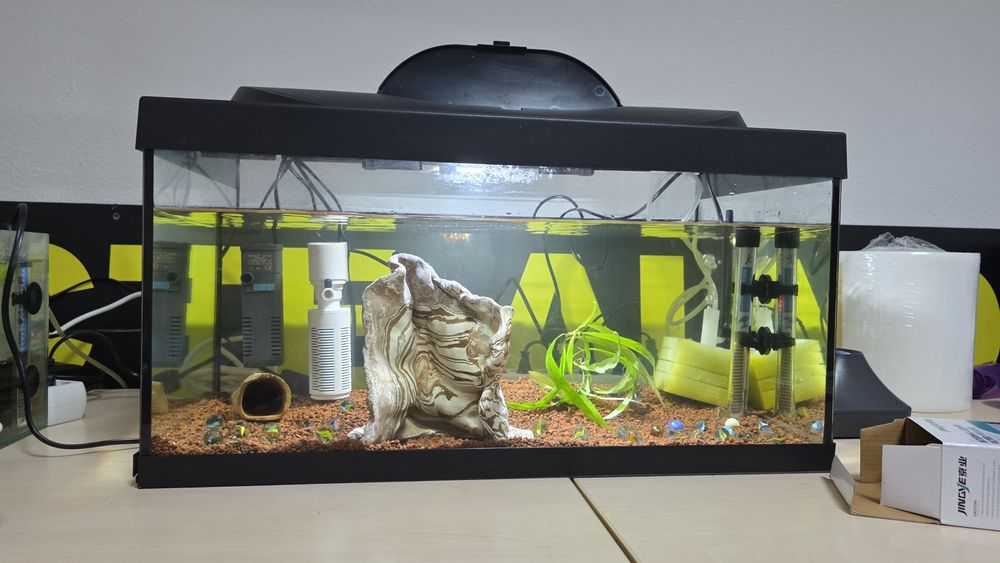 Schimb acara blue electric ,gupy,plante,ancistrusi