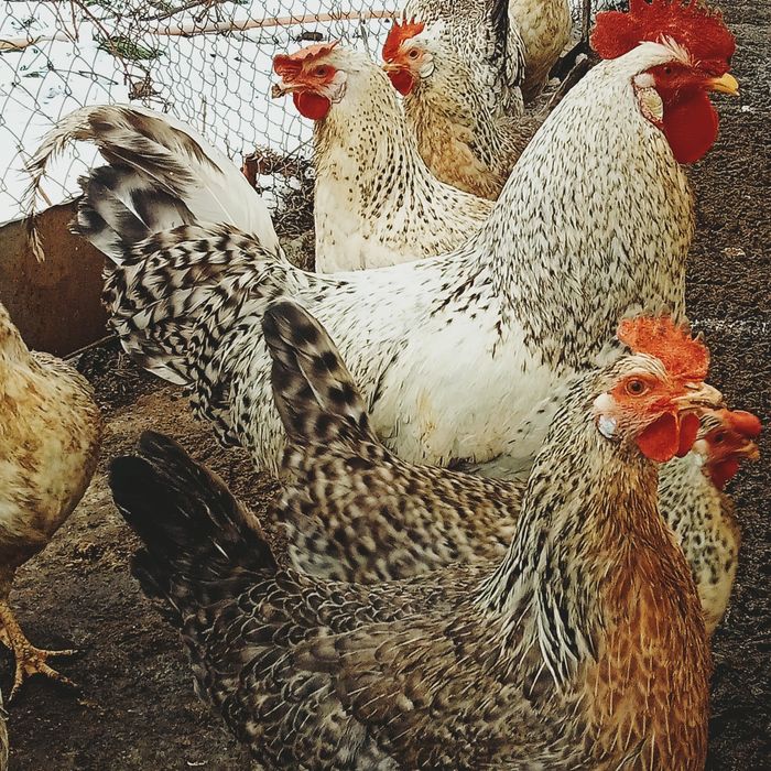 Инкубационные яйца лакенфельдер