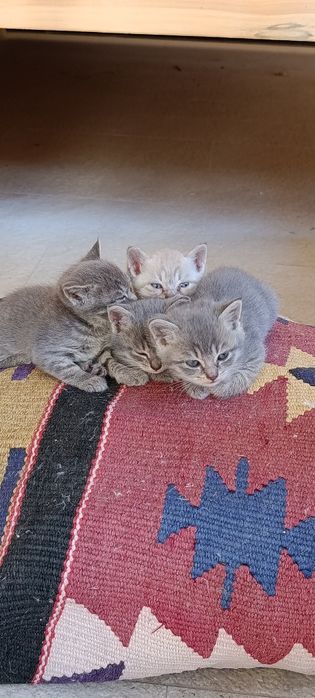 Британский котенок