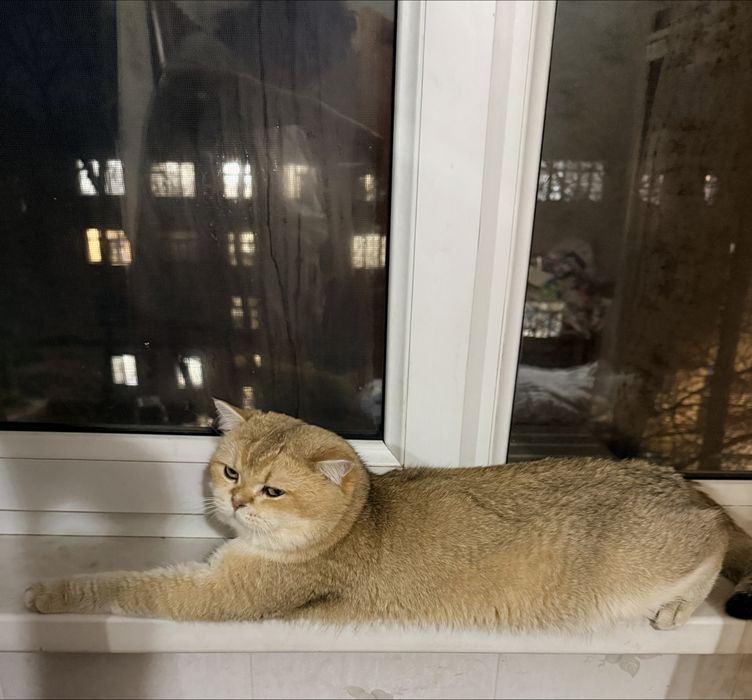Продаётся кот Шиншилла ny 12 золото возраст 2 года