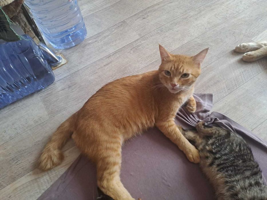 Красивые кошки и коты в добрые руки!!!