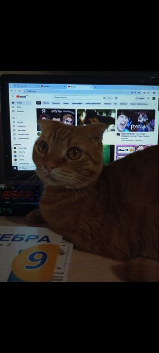 Отдам котика в добрые руки!