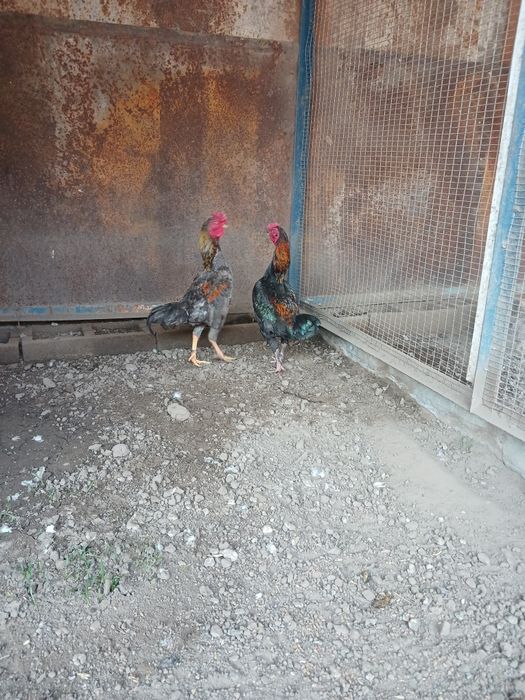 Продам  карликовых  петухов