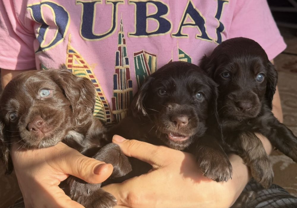 Продам щенков спаниеля