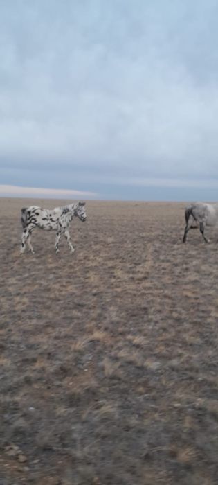 Еркек жабагылар