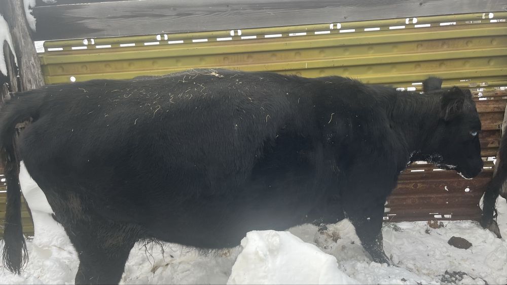 Ірі қара мал сатылады 5 бас Ангуст