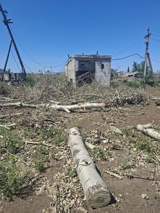 Деревья спиленные на дрова