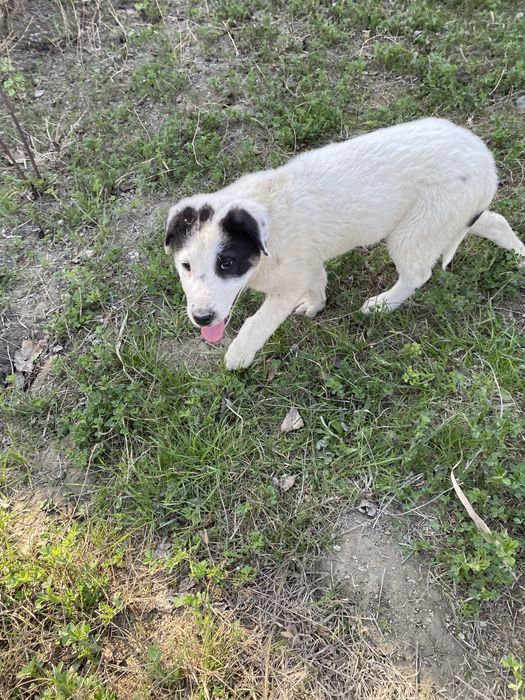 Alabay kuchukcha sotiladi 2 oylik moda