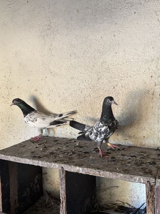 Пакестанские голуби роял Тэди