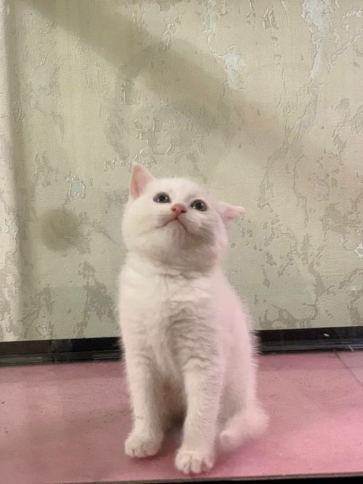 Scotish strayt toza qon