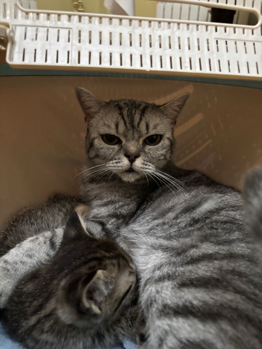 Котенок в добрые руки