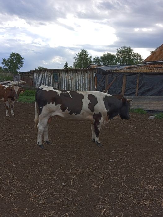 Продам быка 15 месяцев