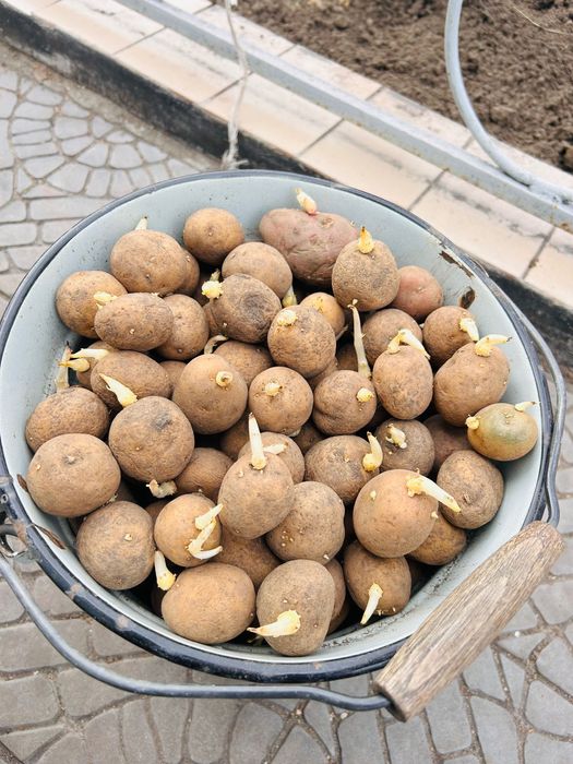 Картофель семенной