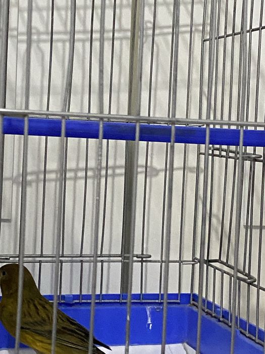 Канарейка самец (нар)