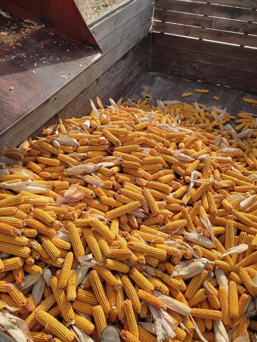 Комбайн кукурузный