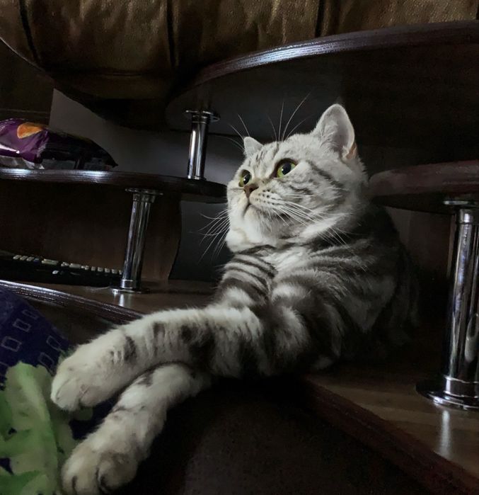 !Кот скоттиш-страйт ВЯЗКА!