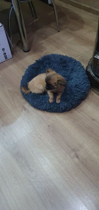 Чихупинчер момиче