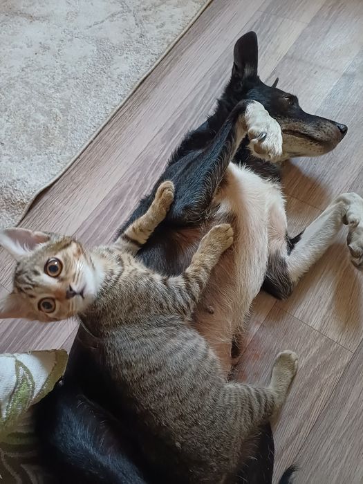 Отдам бесплатно котенка мальчик