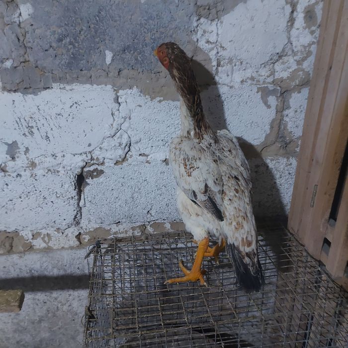 Шамо хинт 1.5 год