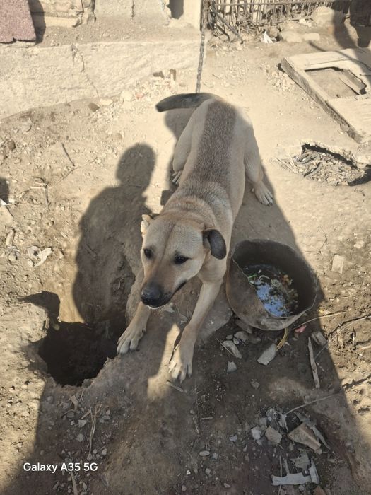 Итты тегін беремин уйде карайтын адам жок