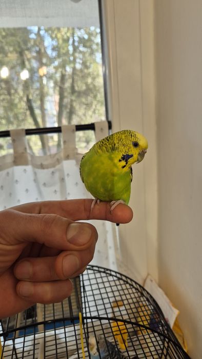 Perusi pereche cu colivie si accesorii