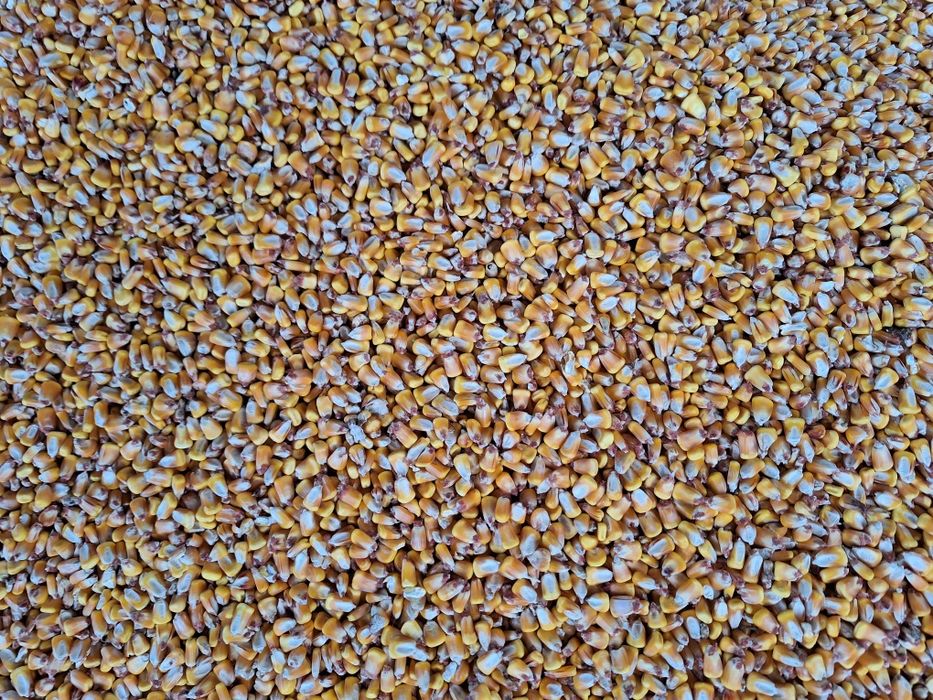 Porumb, Grau ambalat la saci