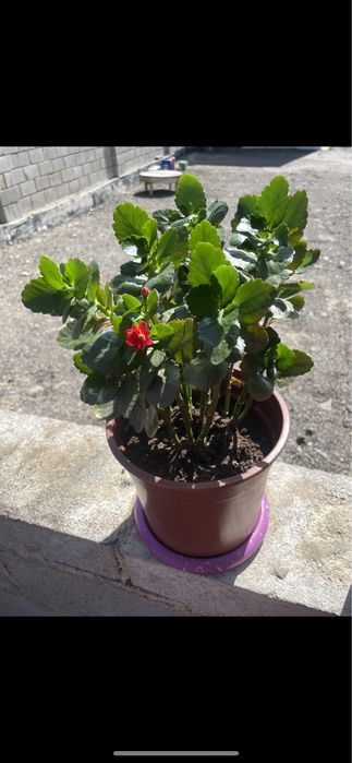 Продам цветы,комнатные: