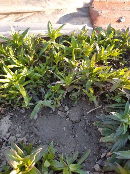 Разсад топкрамфил,бели маргаритки