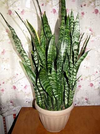 Сансевьера Лауренти (Laurentii).