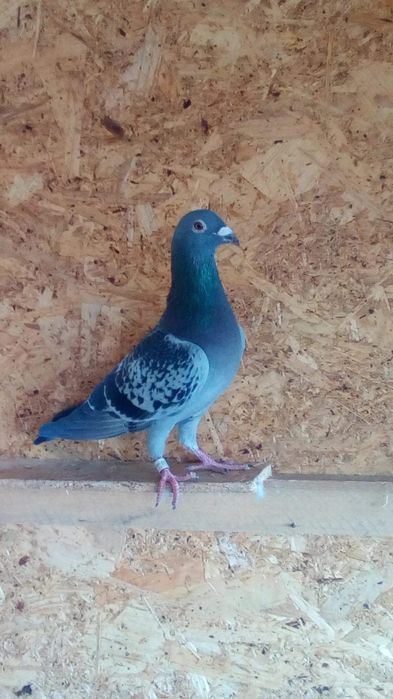 Porumbei voiajori cu origini bune,fond-maraton!Nu au pedigree!