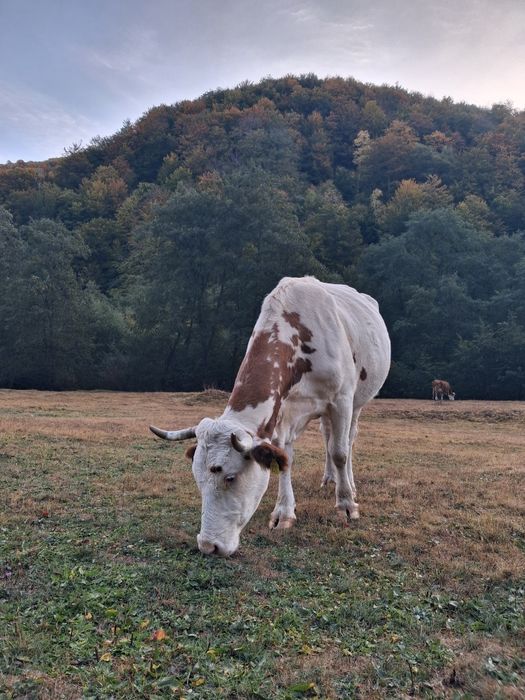 Vaci si taur de vânzare