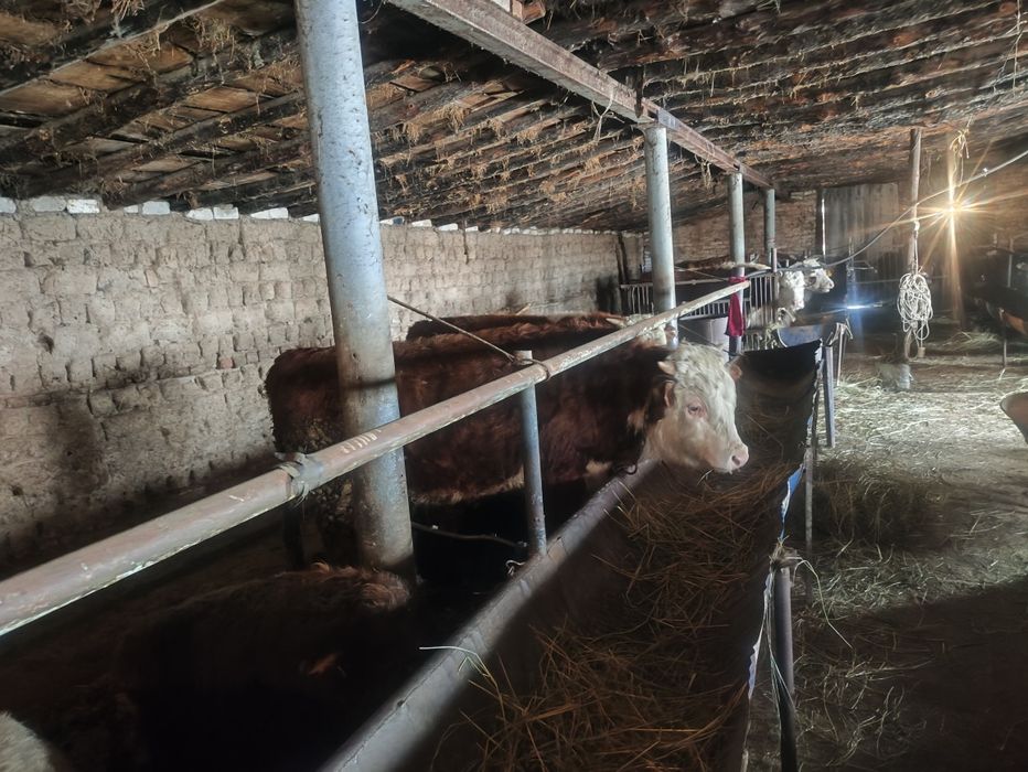 Откорм бука /бұқа