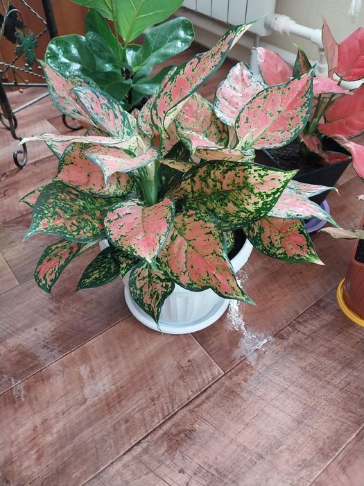 Аглаонема. Остановка Комарова.