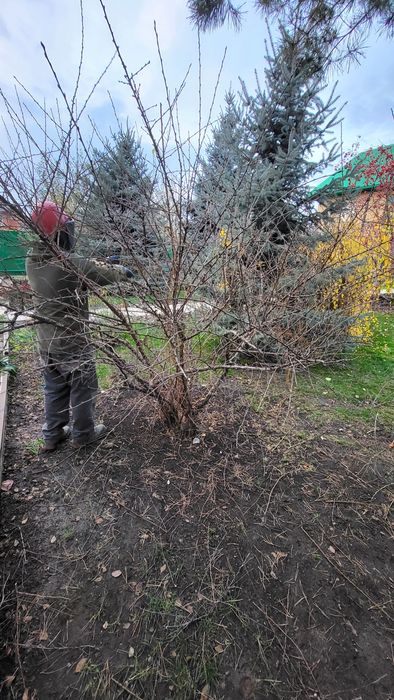 Плодовая обрезка