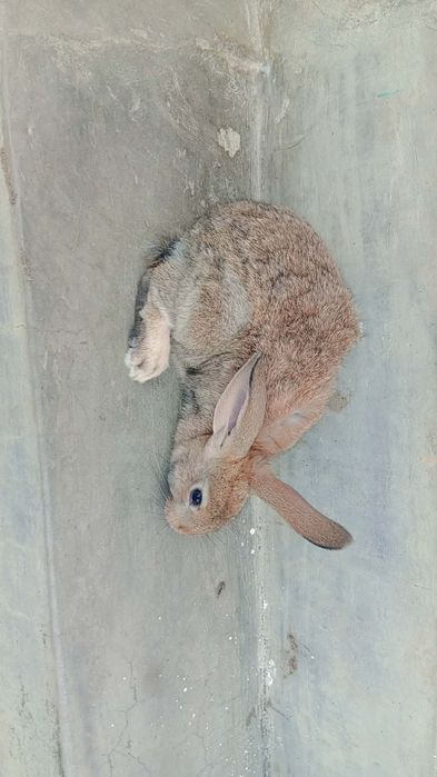 Iepuri diferite vârste