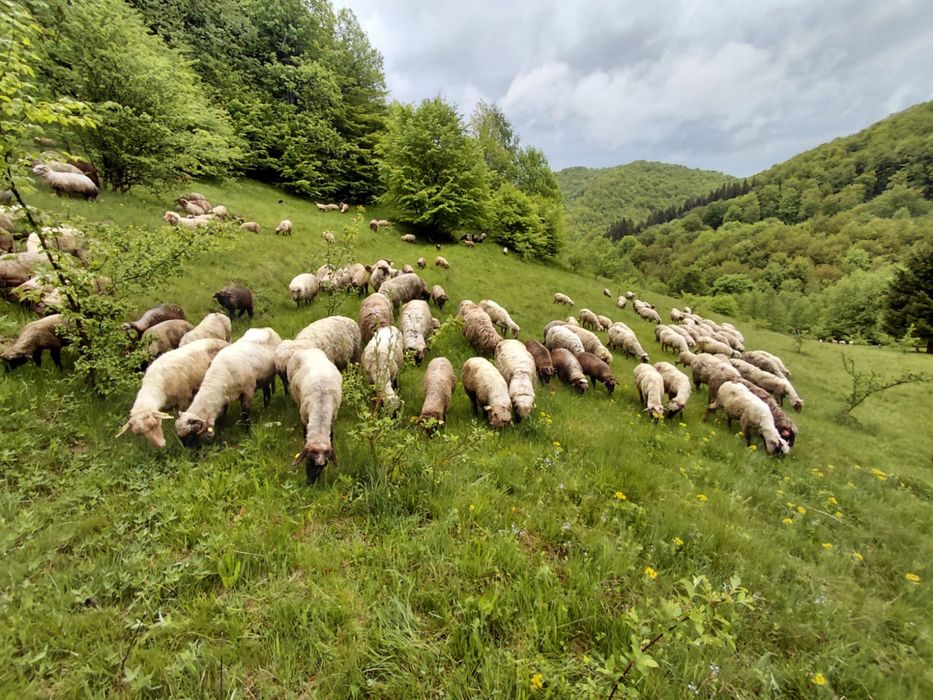Vand oi cu miei
