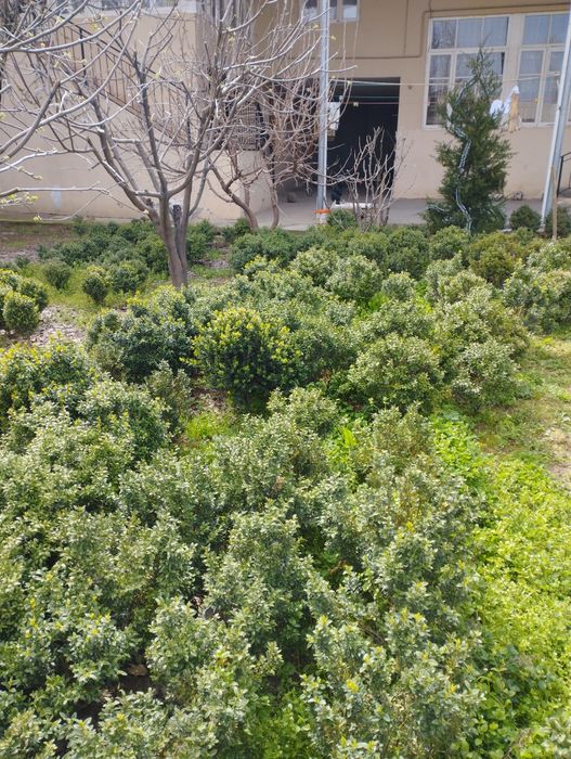 Shamshodlar sotiladi.