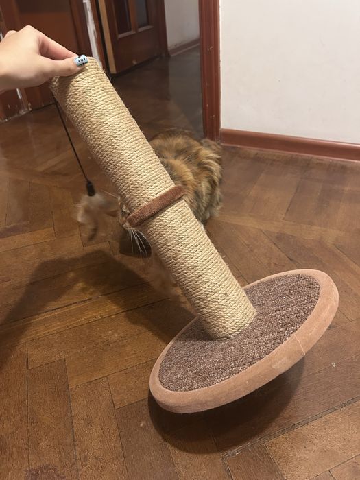 когтеточка для кошки
