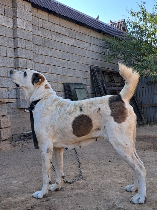 Ұрғашы алабай 2 жасар