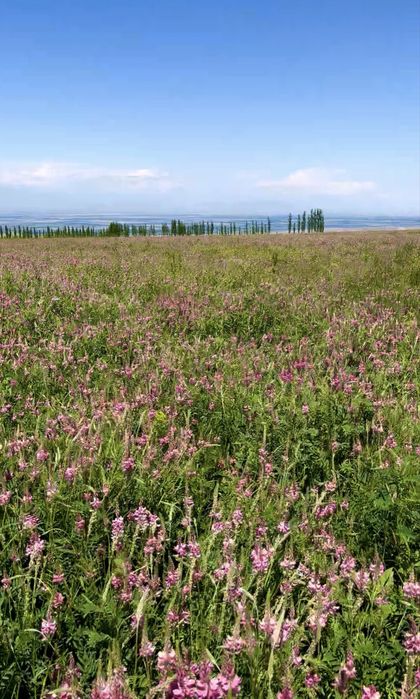 Сена  люцерна еспарцет клевер