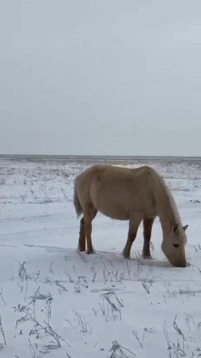 Буаз жуас бие сатамын Астанада