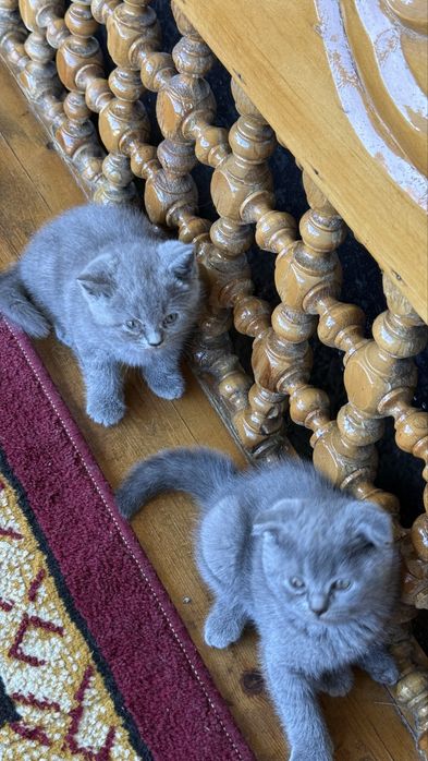 Британские кошки