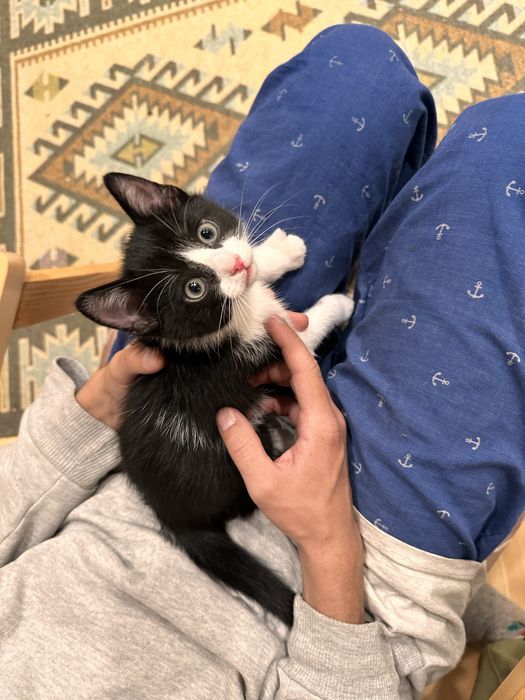 Котята мальчики черно-белые