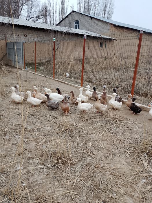 Хохлати урдаклар.