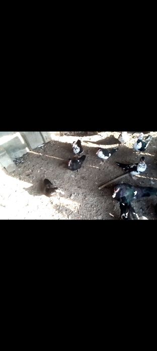 Индоуткалар сотилади