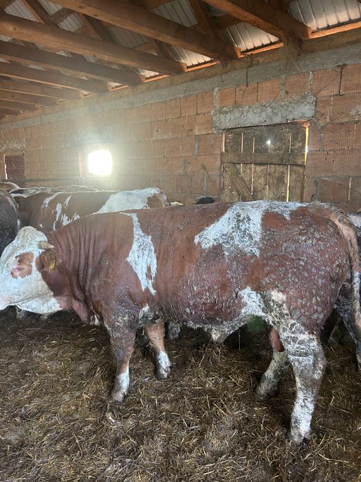 De vânzare 10 tauri, toți masculi  5 belgieni și 5 bălțați cu greutatea de la 300 kg în sus  Locație Danestii Chioarului Maramureș   0749764996