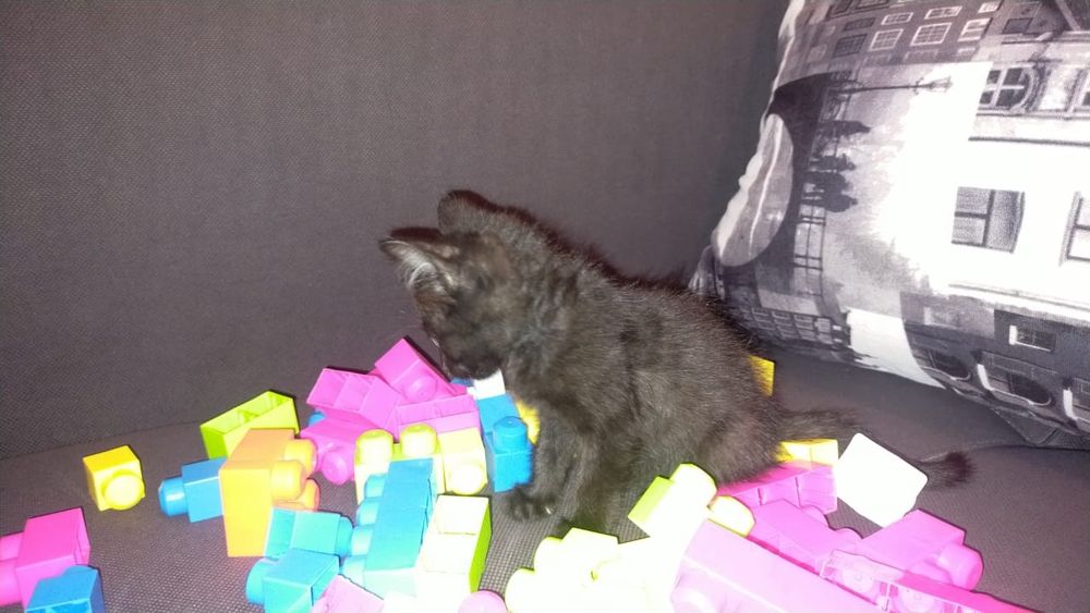 Котенок по имени чёрныш.