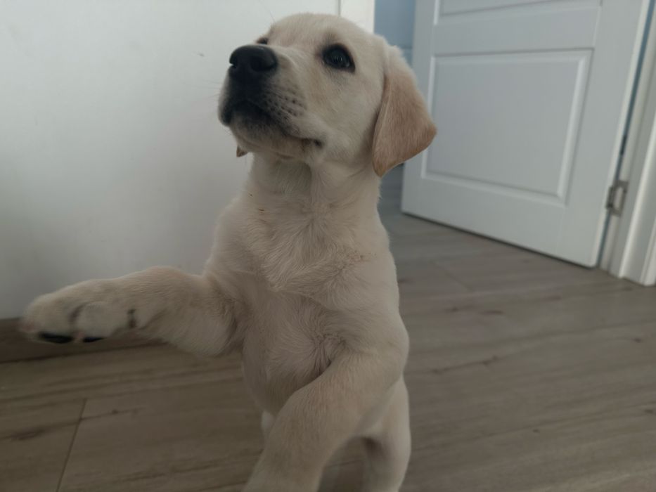 Лабрадор | щенок